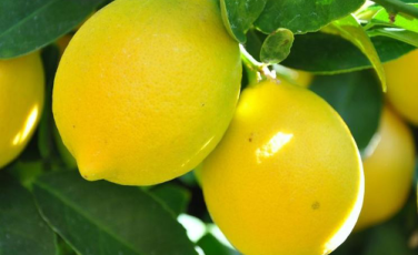 Citromania Vialla Pisani Citromania Vialla Pisani