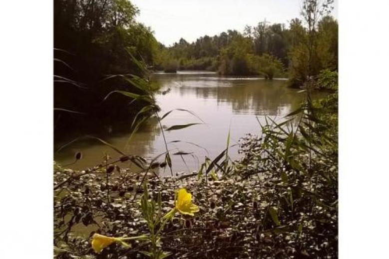 Oasi Parauro e Lycaena Oasi Parauro e Lycaena