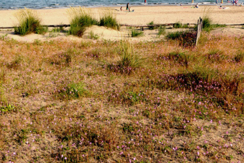 incontro sugli habitat dunali incontro sugli habitat dunali