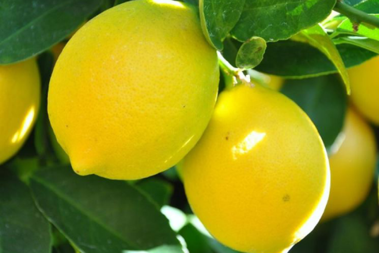 Citromania Vialla Pisani Citromania Vialla Pisani