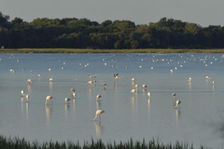 Fenicotteri a Val Grande Bibione, un ambiente da preservare (foto: Mario Fletzer)